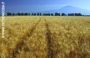 Campo di grano alla Piana di Catania; sullo sfondo l'Etna (© Foto Pietro Nicosia)